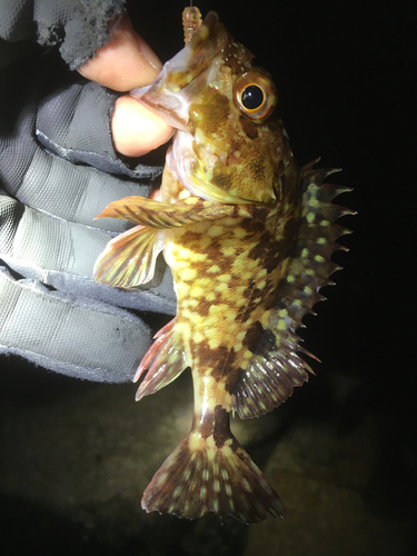 カサゴの釣果