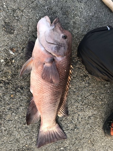 コブダイの釣果