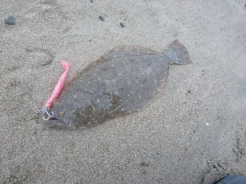 ヒラメの釣果