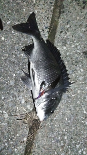 クロダイの釣果