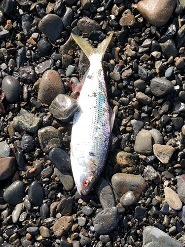 コノシロの釣果