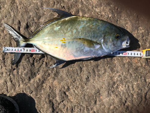 ナンヨウカイワリの釣果