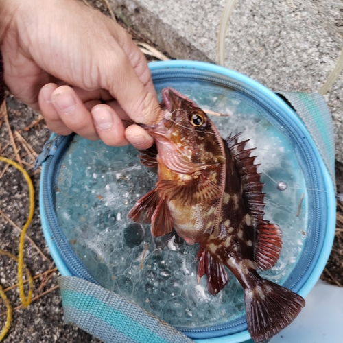 カサゴの釣果