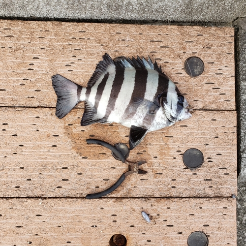 イシダイの釣果