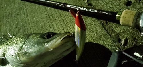 シーバスの釣果