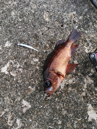 メバルの釣果