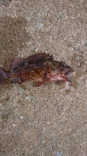 アラカブの釣果