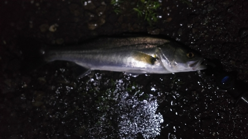 フッコ（マルスズキ）の釣果