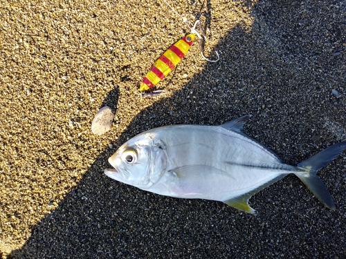 メッキの釣果