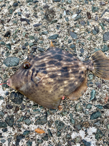 カワハギの釣果