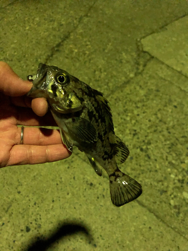 クロソイの釣果