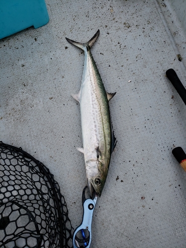 サゴシの釣果