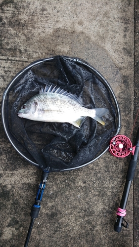 キチヌの釣果