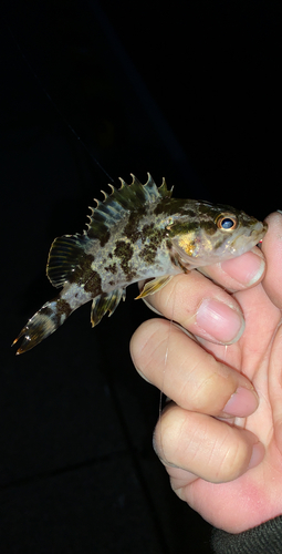 タケノコメバルの釣果