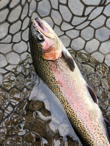 ニジマスの釣果