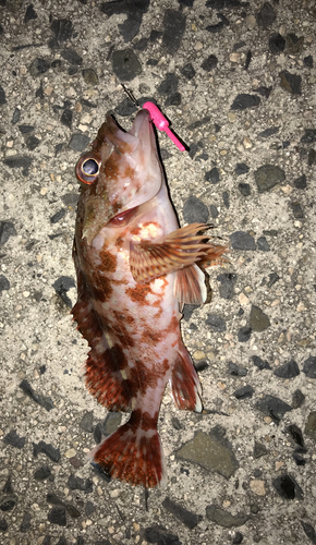 カサゴの釣果