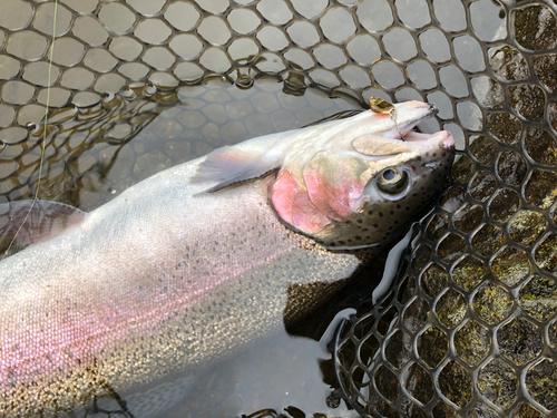 ニジマスの釣果