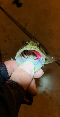 タケノコメバルの釣果