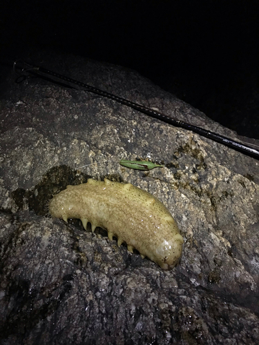 ナマコの釣果