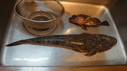 マゴチの釣果