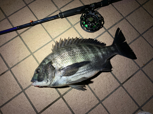 クロダイの釣果