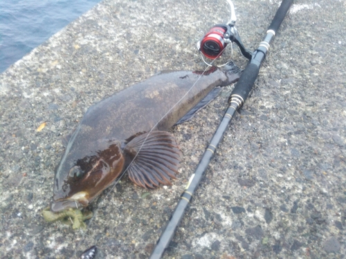 アイナメの釣果