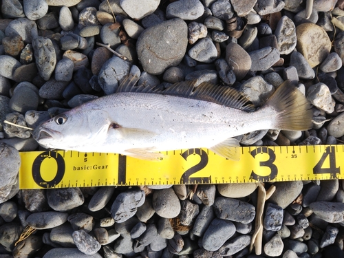 イシモチの釣果