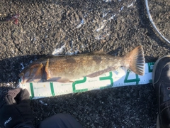 アイナメの釣果