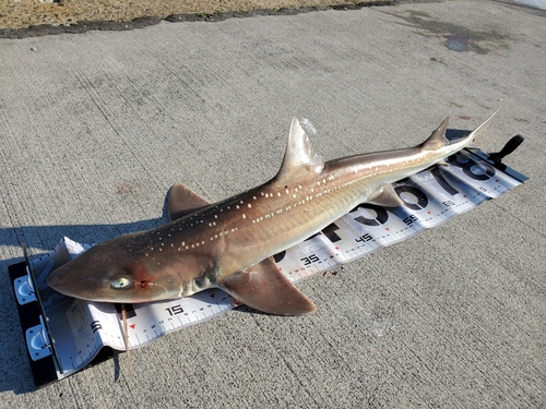 サメの釣果