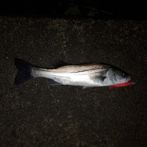 セイゴ（タイリクスズキ）の釣果