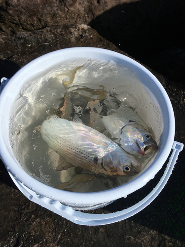 コノシロの釣果