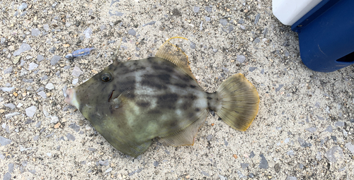 カワハギの釣果