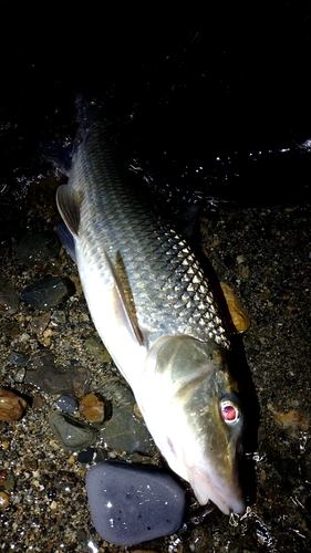 ニゴイの釣果