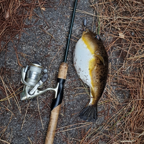 アカメフグの釣果