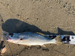 ニベの釣果