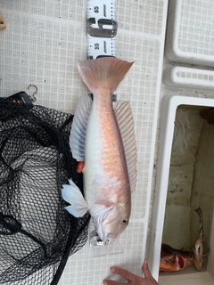 シロアマダイの釣果