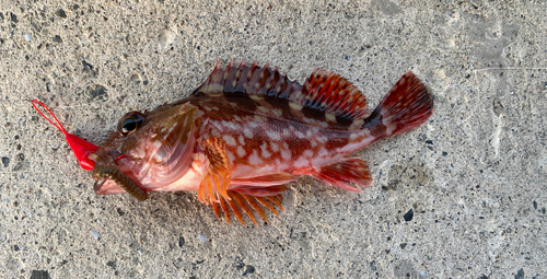 カサゴの釣果