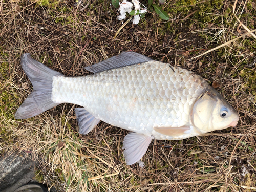 ヘラブナの釣果