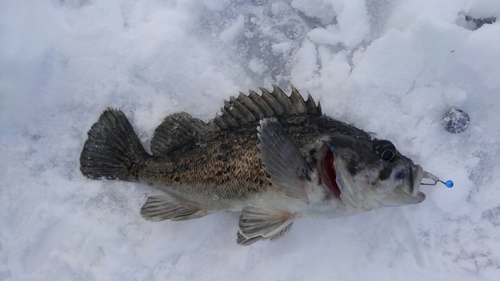 クロソイの釣果