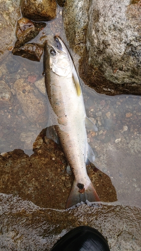 アマゴの釣果