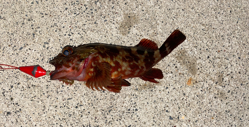 カサゴの釣果