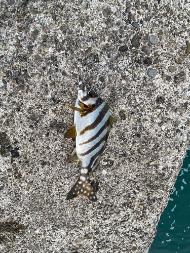 タカノハダイの釣果