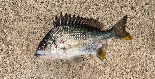 キビレの釣果