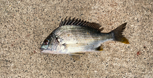 キビレの釣果