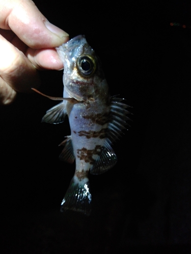 メバルの釣果