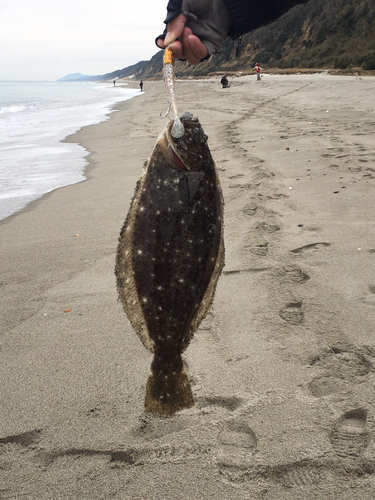 ヒラメの釣果