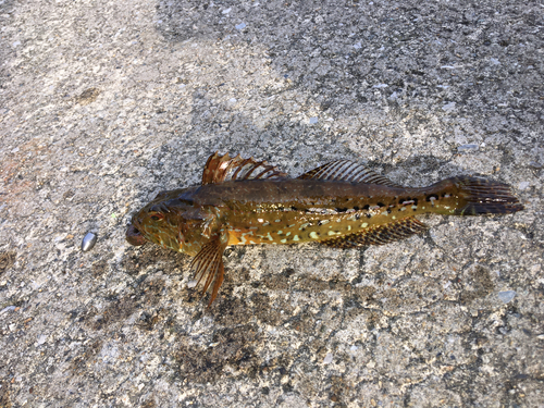 アナハゼの釣果