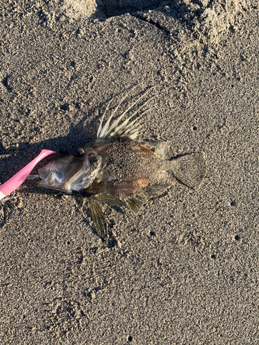 マトウダイの釣果