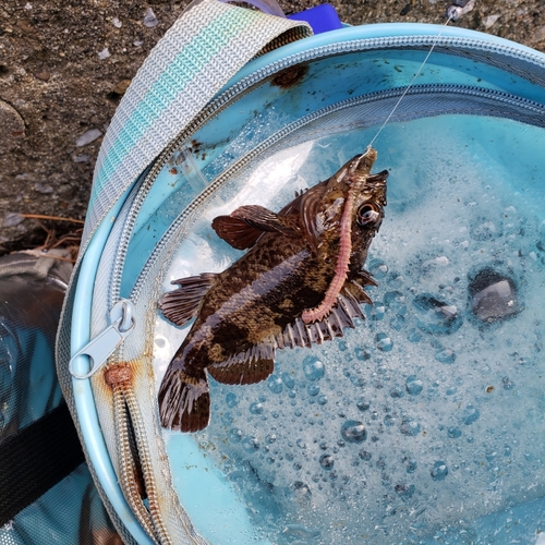 ムラソイの釣果