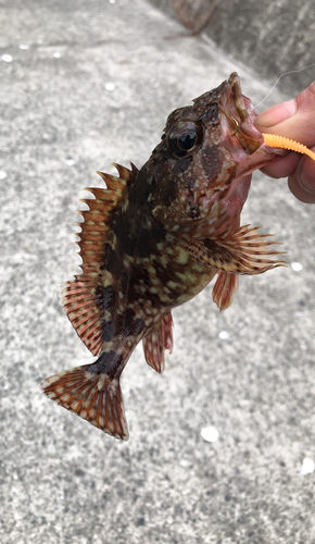 カサゴの釣果